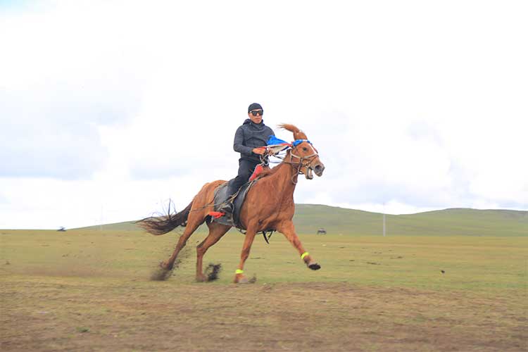 grassland grassland