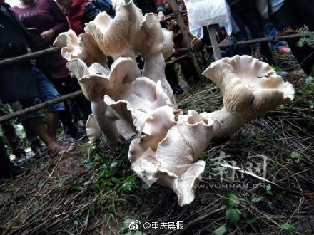 Laogao E-commerce Newspaper on October 27th Laogao E-commerce Newspaper on October 27th