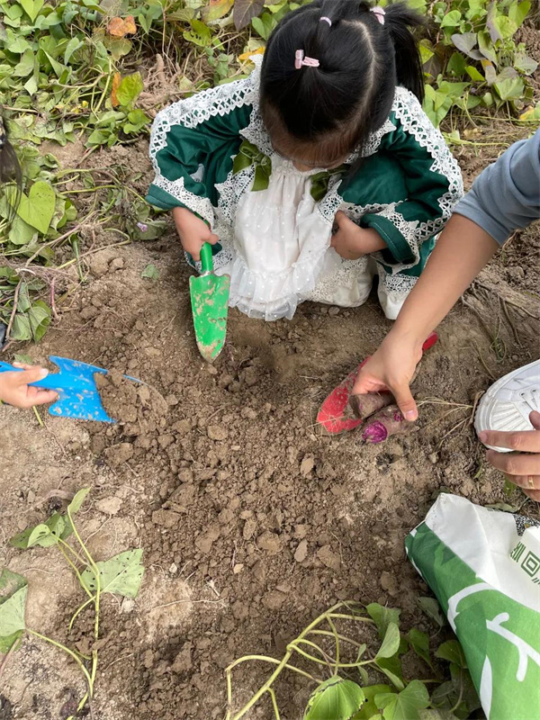 Old Gao's daughter digs sweet potatoes