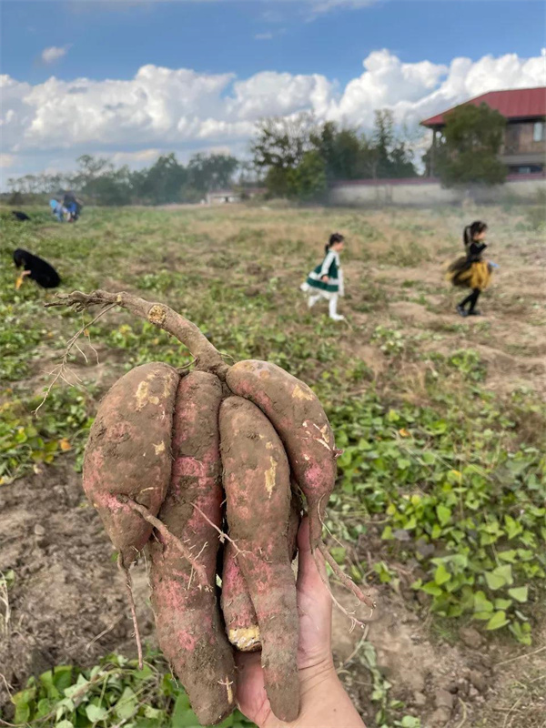 sweet potato