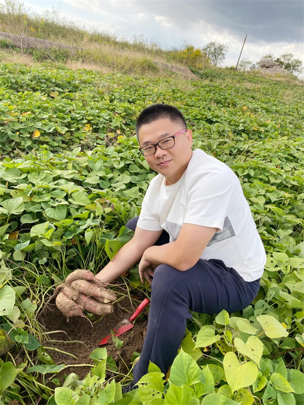 Old Gao digs sweet potatoes